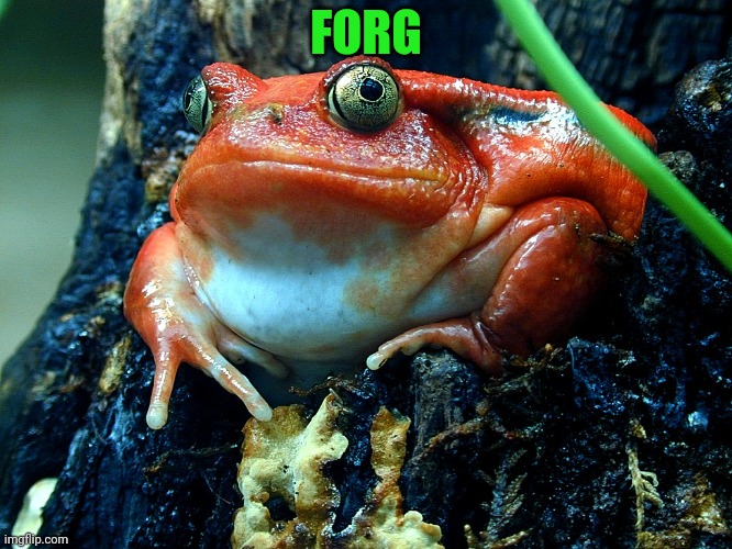 FORG | made w/ Imgflip meme maker