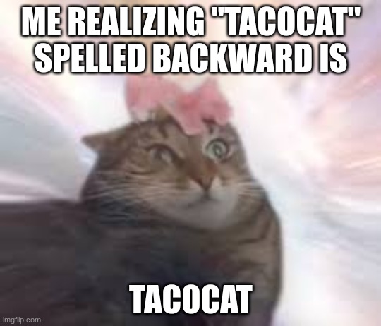  ME REALIZING "TACOCAT" SPELLED BACKWARD IS; TACOCAT | image tagged in scared cat | made w/ Imgflip meme maker