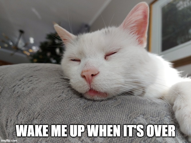 Wake me up when it's over | WAKE ME UP WHEN IT'S OVER | image tagged in cute cats | made w/ Imgflip meme maker
