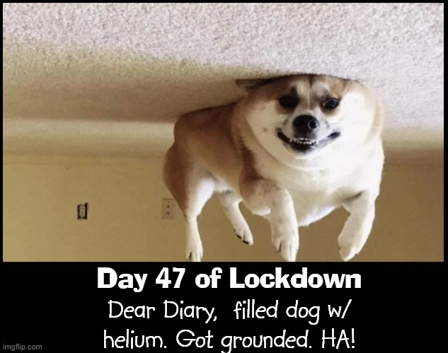 100 Weird Things Resulting from the Lockdown: #29 | Day 47 of Lockdown; Dear Diary,  filled dog w/
helium. Got grounded. HA! | image tagged in vince vance,lockdown,dogs,memes,helium,dear diary | made w/ Imgflip meme maker