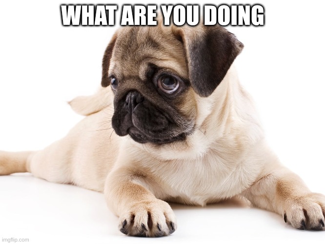 puggie | WHAT ARE YOU DOING | image tagged in puggie | made w/ Imgflip meme maker