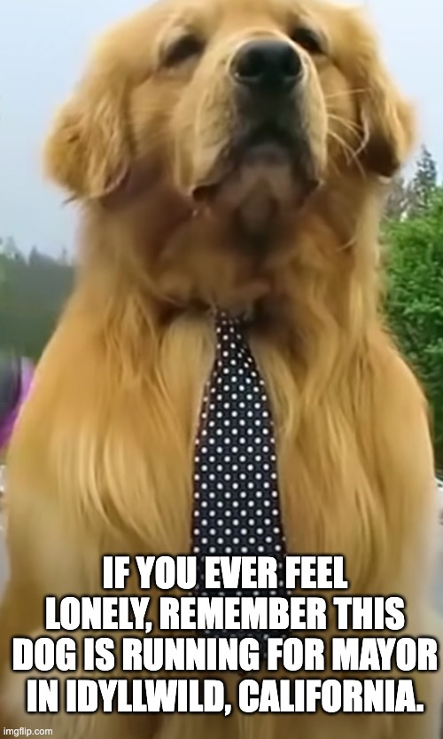 Max the mayor of Idyllwild | IF YOU EVER FEEL LONELY, REMEMBER THIS DOG IS RUNNING FOR MAYOR IN IDYLLWILD, CALIFORNIA. | image tagged in wholesome,dog,mayor | made w/ Imgflip meme maker