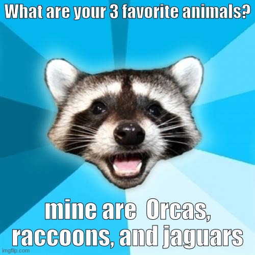 Top 3? | What are your 3 favorite animals? mine are  Orcas, raccoons, and jaguars | image tagged in memes,lame pun coon | made w/ Imgflip meme maker