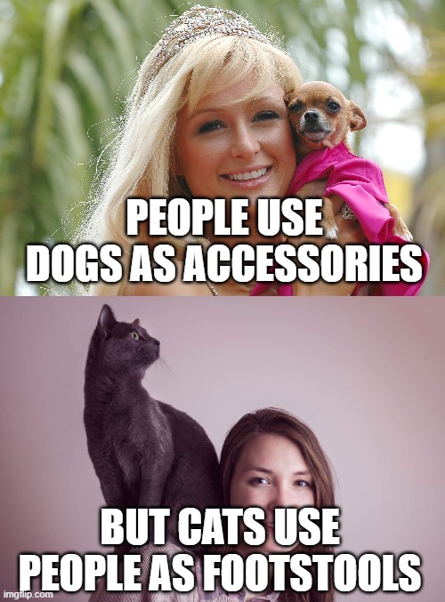 the difference between cats and dogs | PEOPLE USE DOGS AS ACCESSORIES; BUT CATS USE PEOPLE AS FOOTSTOOLS | image tagged in cats,dogs,paris hilton | made w/ Imgflip meme maker