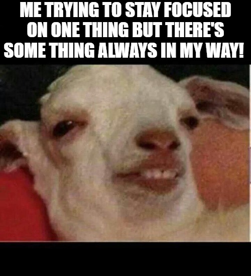 i see things through!!! | ME TRYING TO STAY FOCUSED ON ONE THING BUT THERE'S SOME THING ALWAYS IN MY WAY! | image tagged in drunk goat,the goat | made w/ Imgflip meme maker