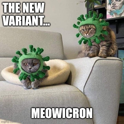 New variant | THE NEW
VARIANT... MEOWICRON | image tagged in covid,cat | made w/ Imgflip meme maker