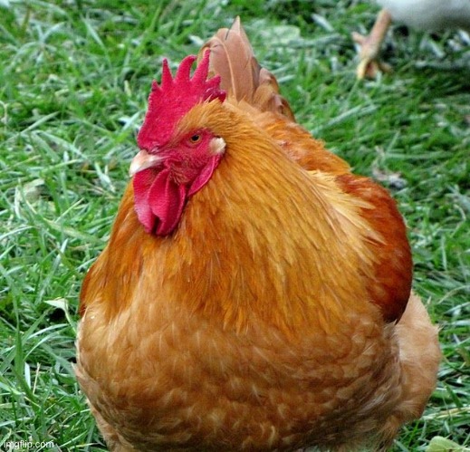 My cock reveal | made w/ Imgflip meme maker