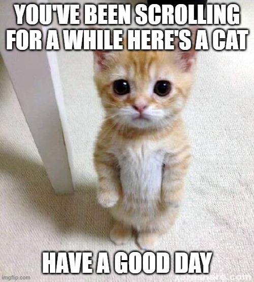 Cute Cat | YOU'VE BEEN SCROLLING FOR A WHILE HERE'S A CAT; HAVE A GOOD DAY | image tagged in memes,cute cat,wholesome,barney will eat all of your delectable biscuits,oh wow are you actually reading these tags | made w/ Imgflip meme maker