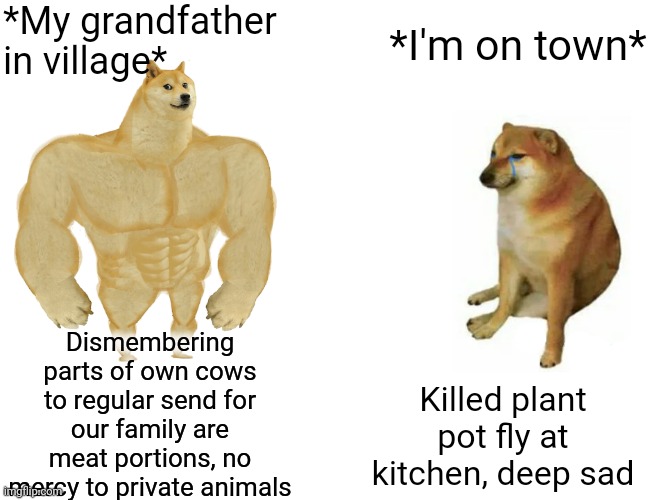 -Rampage with sharp knife. | *My grandfather in village*; *I'm on town*; Dismembering parts of own cows to regular send for our family are meat portions, no mercy to private animals; Killed plant pot fly at kitchen, deep sad | image tagged in memes,buff doge vs cheems,farm animals,angry grandpa,meat,village people | made w/ Imgflip meme maker