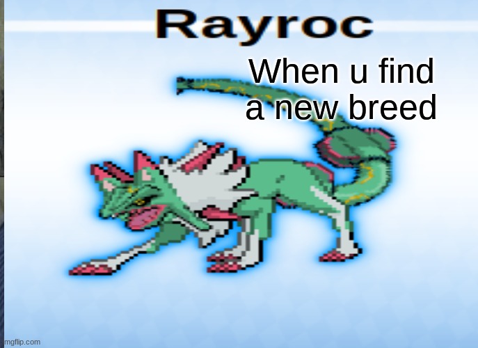 Rayroc bois | When u find a new breed | made w/ Imgflip meme maker