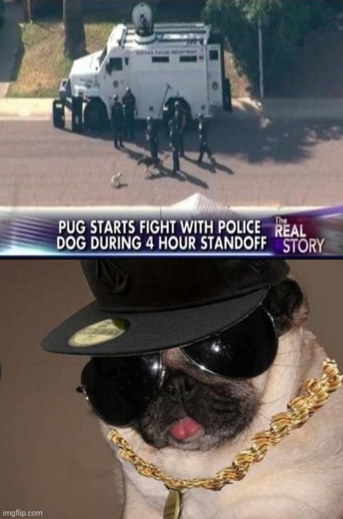 Pug | image tagged in gangster pug,pugs,pug,reposts,repost,memes | made w/ Imgflip meme maker
