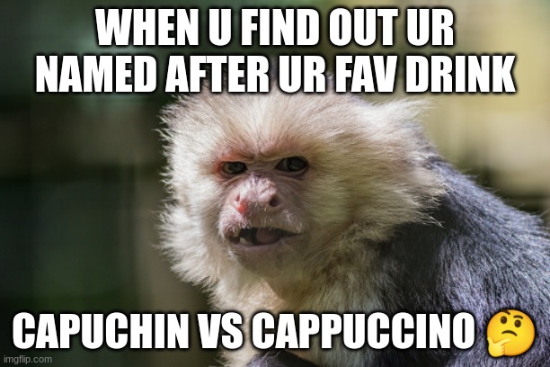  WHEN U FIND OUT UR NAMED AFTER UR FAV DRINK; CAPUCHIN VS CAPPUCCINO 🤔 | image tagged in funny memes,monke,shocked monkey | made w/ Imgflip meme maker