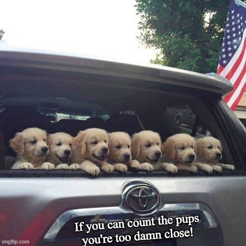 Tailgaters never learned to count anyways | If you can count the pups
you're too damn close! | image tagged in puppies,tailgaters | made w/ Imgflip meme maker