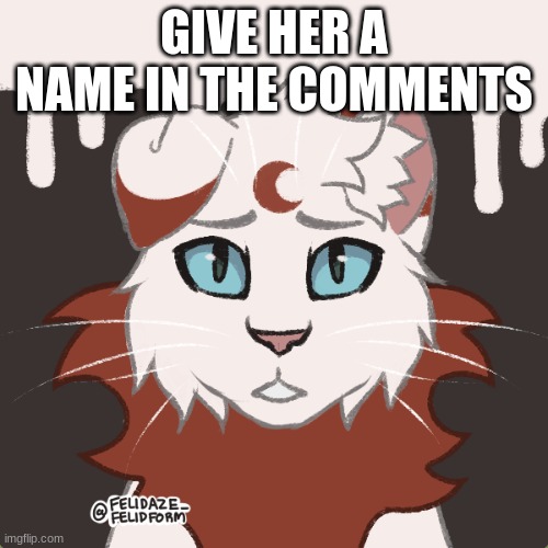 New Warrior Cat OC! :D | GIVE HER A NAME IN THE COMMENTS | image tagged in warrior cats,names,cats | made w/ Imgflip meme maker