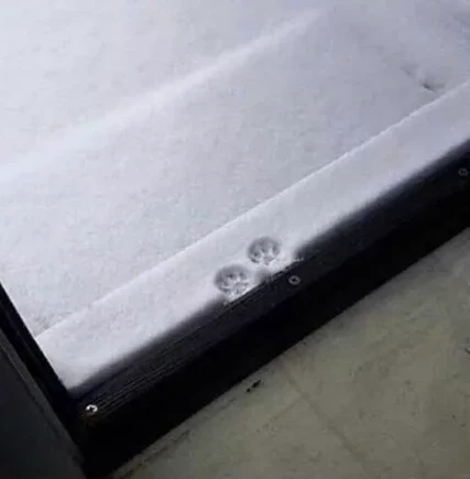 Paw prints in snow Blank Meme Template