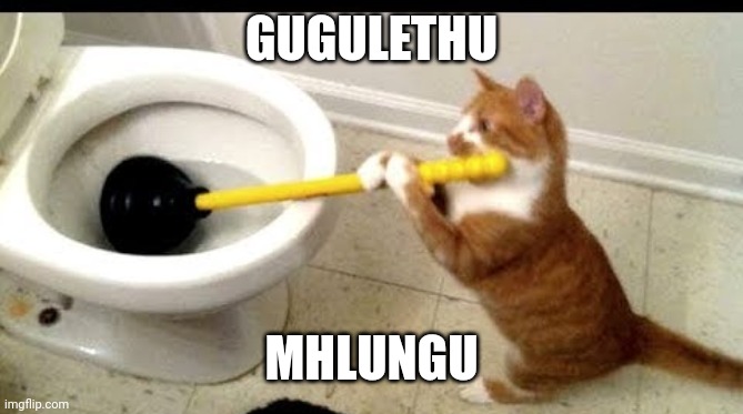cat using a toilet plunger | GUGULETHU MHLUNGU | image tagged in cat using a toilet plunger | made w/ Imgflip meme maker