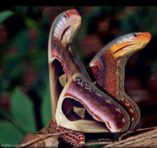 The snakey-winged Atlas Moth | image tagged in moth,wings,snake,optical illusion,protection | made w/ Imgflip meme maker