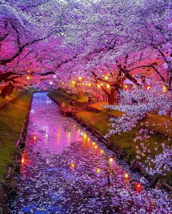 Cherry blossoms in Japan | image tagged in awesome,pics,photography | made w/ Imgflip meme maker