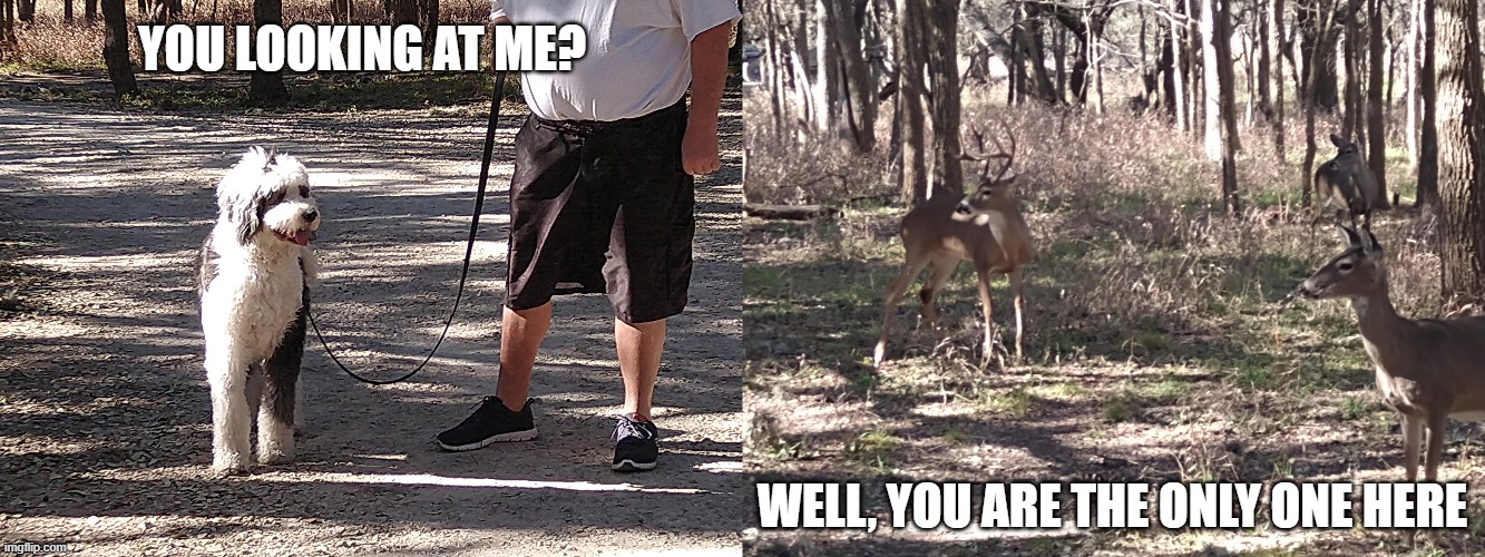You looking at me? | YOU LOOKING AT ME? WELL, YOU ARE THE ONLY ONE HERE | image tagged in dog memes,whitetail deer | made w/ Imgflip meme maker