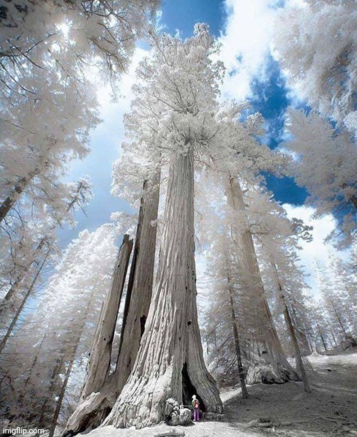 Winter Trees  Sequoia National Park, California.  Photo: Samuel Lethier | image tagged in trees,winter,beautiful nature,awesome,photography | made w/ Imgflip meme maker