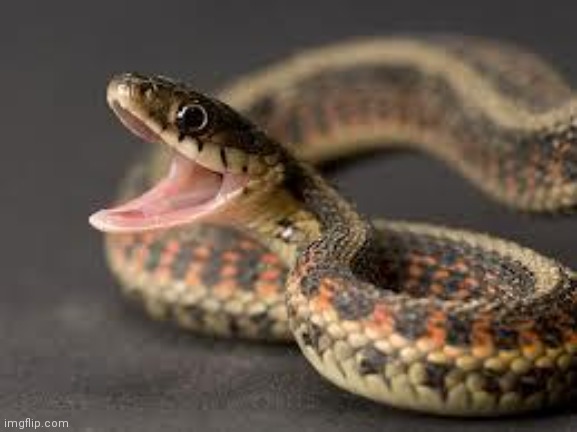 Warning Snake | image tagged in warning snake | made w/ Imgflip meme maker