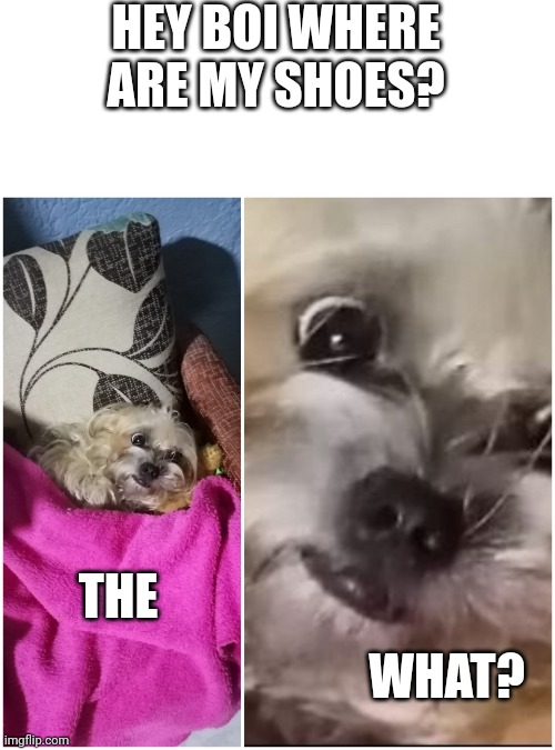ohno | HEY BOI WHERE ARE MY SHOES? THE; WHAT? | image tagged in the what doggy | made w/ Imgflip meme maker