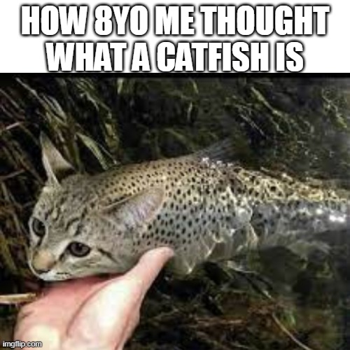 HOW 8YO ME THOUGHT WHAT A CATFISH IS | image tagged in blank white template | made w/ Imgflip meme maker