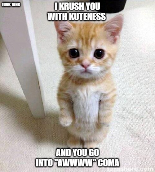 Cute Cat | JUNK TANK; I KRUSH YOU WITH KUTENESS; AND YOU GO INTO "AWWWW" COMA | image tagged in memes,cute cat,coma,awww | made w/ Imgflip meme maker