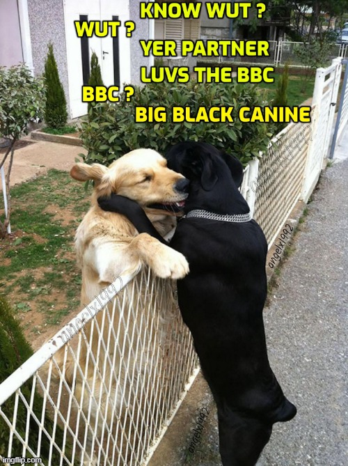 image tagged in dogs,bbc,canine,lgbtq,partners,dog | made w/ Imgflip meme maker