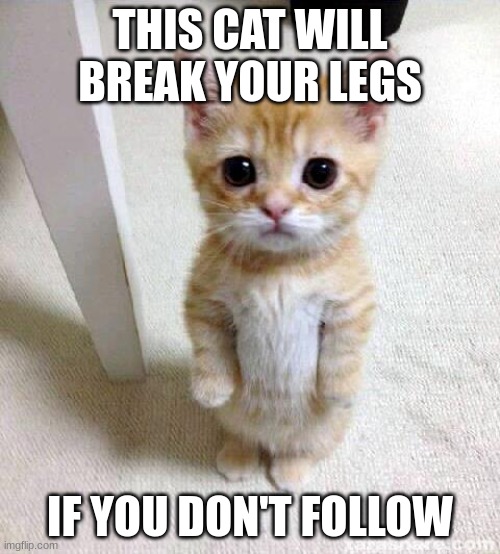 /j | THIS CAT WILL BREAK YOUR LEGS; IF YOU DON'T FOLLOW | image tagged in memes,cute cat | made w/ Imgflip meme maker