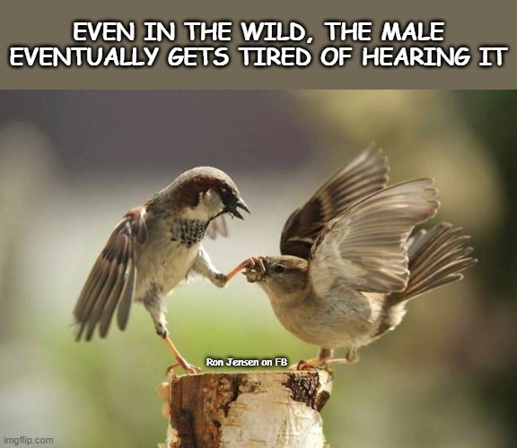 Yakkity Yak |  EVEN IN THE WILD, THE MALE EVENTUALLY GETS TIRED OF HEARING IT; Ron Jensen on FB | image tagged in male,female,wildlife,argument,arguing,angry fighting married couple husband  wife | made w/ Imgflip meme maker