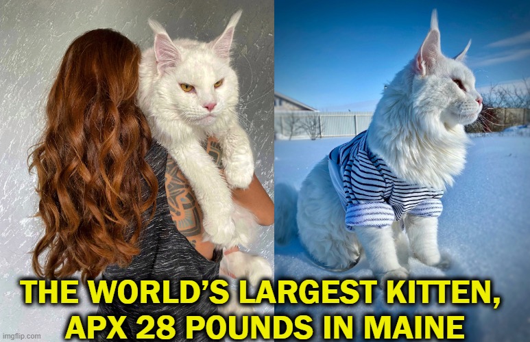 He outweighs a toddler & is still growing! | THE WORLD’S LARGEST KITTEN, 
APX 28 POUNDS IN MAINE | image tagged in fun,kitten,wow,unusual,amazing,cat | made w/ Imgflip meme maker