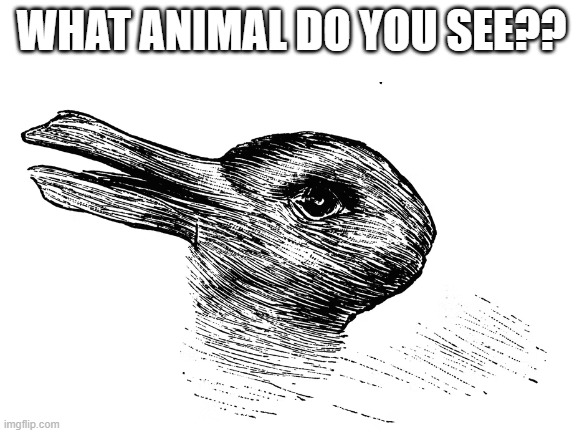Wabbit or wuck | WHAT ANIMAL DO YOU SEE?? | image tagged in funny | made w/ Imgflip meme maker