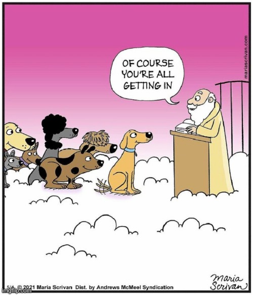 Heaven | image tagged in heaven,dogs,dog,comics/cartoons,comics,comic | made w/ Imgflip meme maker