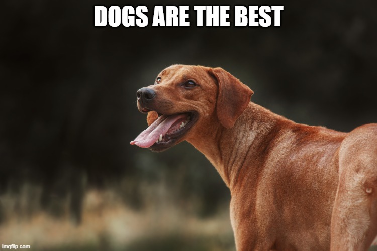 doggied |  DOGS ARE THE BEST | image tagged in dogs | made w/ Imgflip meme maker