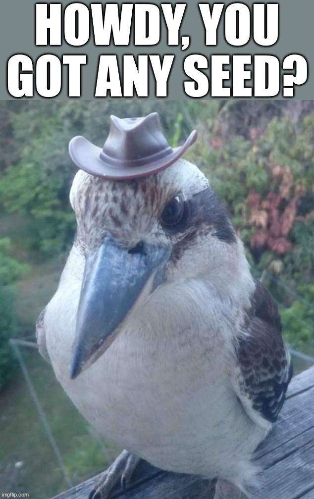 This meme is for the birds. | HOWDY, YOU GOT ANY SEED? | image tagged in birds | made w/ Imgflip meme maker