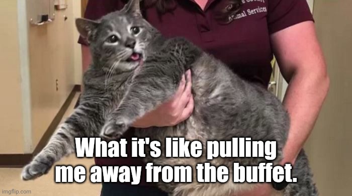 True story | What it's like pulling me away from the buffet. | image tagged in buffet,cats,fat cat | made w/ Imgflip meme maker
