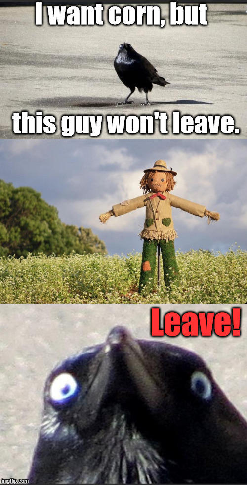 I want corn, but; this guy won't leave. Leave! | image tagged in insanity crow | made w/ Imgflip meme maker