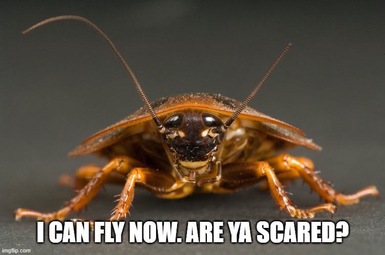 Cockroach | I CAN FLY NOW. ARE YA SCARED? | image tagged in cockroach | made w/ Imgflip meme maker