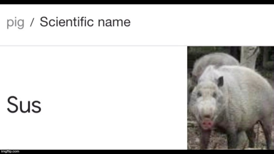 Scientific name for pig | image tagged in scientific name for pig | made w/ Imgflip meme maker