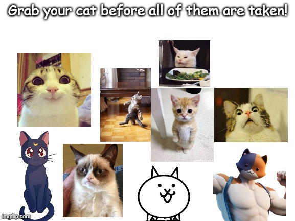 GRAB YOUR CAT! | Grab your cat before all of them are taken! | image tagged in blank white template | made w/ Imgflip meme maker