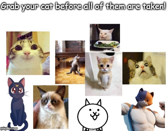 :3 | image tagged in cats | made w/ Imgflip meme maker