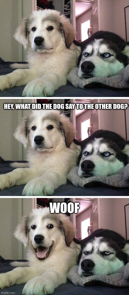 haha funny dog | HEY, WHAT DID THE DOG SAY TO THE OTHER DOG? WOOF | image tagged in bad pun dogs | made w/ Imgflip meme maker