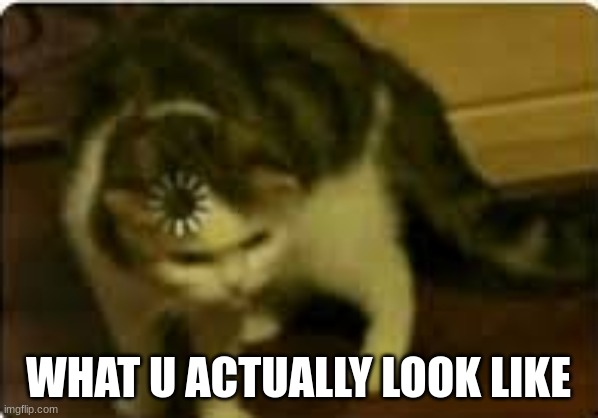 Buffering cat | WHAT U ACTUALLY LOOK LIKE | image tagged in buffering cat | made w/ Imgflip meme maker