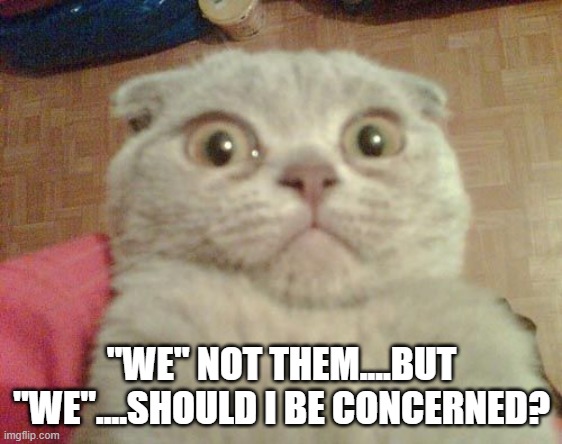 Stunned Cat | "WE" NOT THEM....BUT "WE"....SHOULD I BE CONCERNED? | image tagged in stunned cat | made w/ Imgflip meme maker