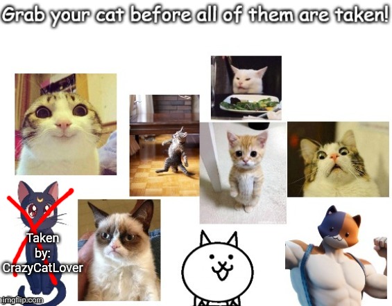 taken | Taken by: CrazyCatLover | image tagged in cats | made w/ Imgflip meme maker
