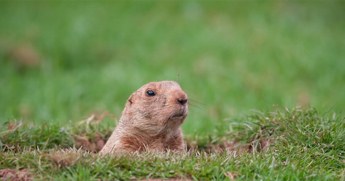 ground hog Blank Meme Template