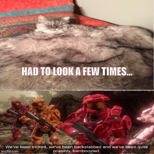We've been bamboozled | HAD TO LOOK A FEW TIMES... | image tagged in bamboozled,we've been tricked,cats,confusing,cursed image | made w/ Imgflip meme maker