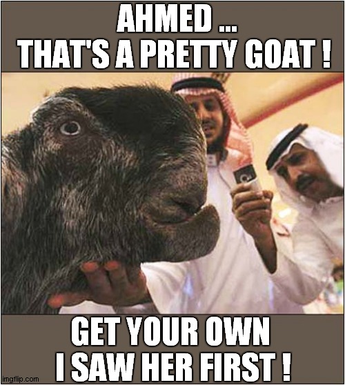 When You Met That 'Special One', You Just Know ! | AHMED ...  
THAT'S A PRETTY GOAT ! GET YOUR OWN 
I SAW HER FIRST ! | image tagged in arab,goats,true love,dark humour | made w/ Imgflip meme maker