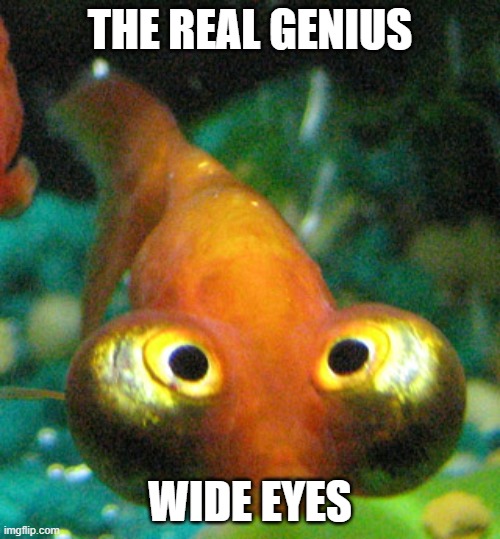WIDE EYES | THE REAL GENIUS; WIDE EYES | image tagged in fish | made w/ Imgflip meme maker